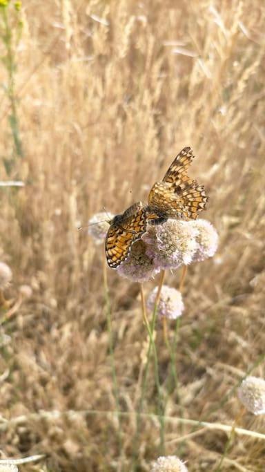 El Telar Arte Y Naturaleza Pradena Bagian luar foto
